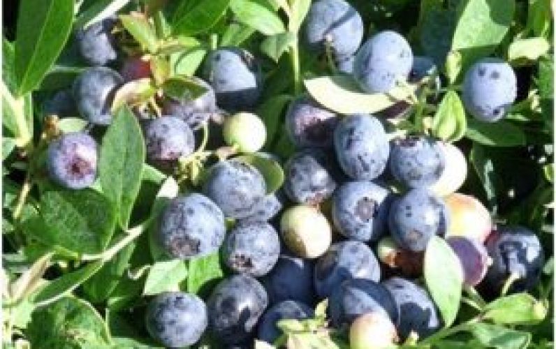 Blueberry--300x240