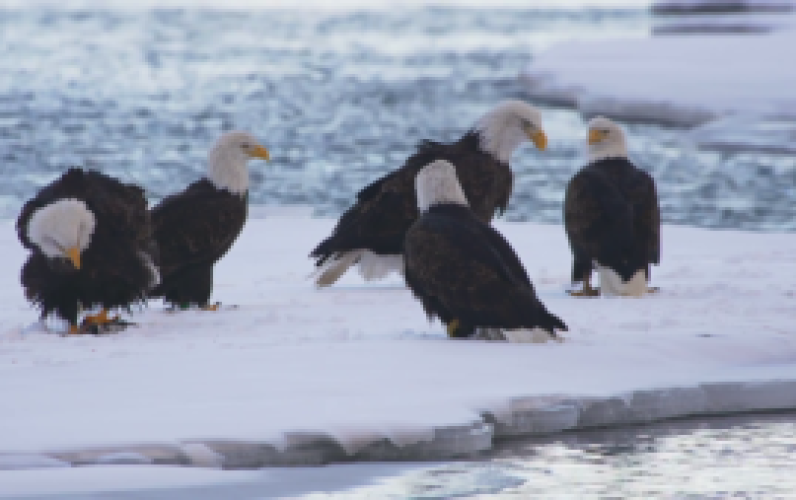bald-eagle-powwow-on-snowy-ice-with-tussle-for-fish_m1tgeumo__F0000-300x169