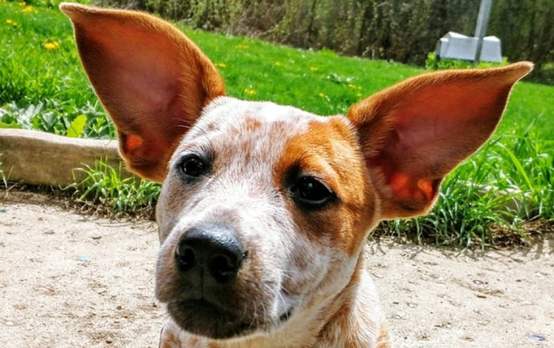 big-eared dog